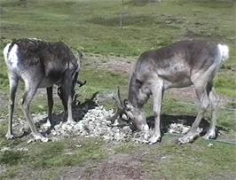Reindeer eating Reindeer Moss (actually a lichen) at a Lap Camp, 34.6 miles from Balestrand, 777m above sea level